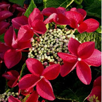 Саженец Гортензия крупнолистовая Rotschwanz (Ротшватц)