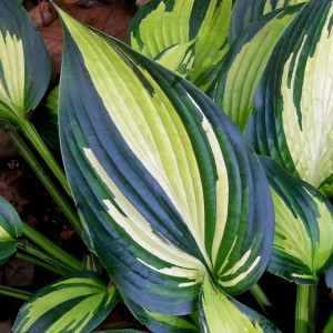 Саженцы Хоста Magic Island (Меджик Айсленд) М