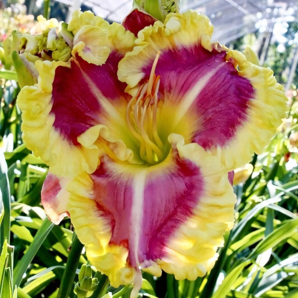 Саженцы Лилейник Sweet cotton candy (Свит коттон кенди)