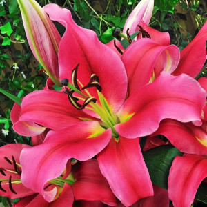  Лилия Sensi (Сенси)