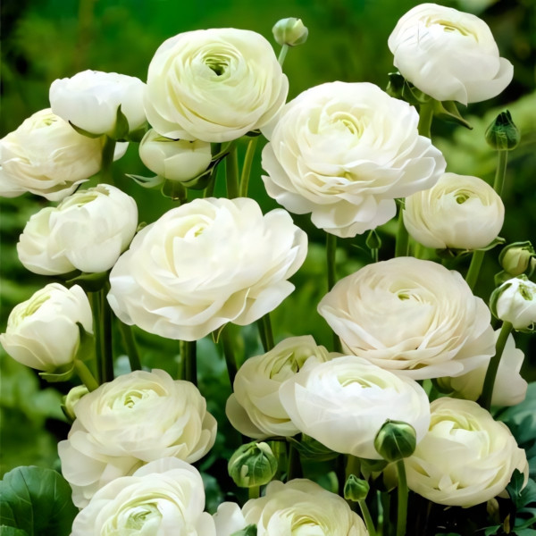 Саженец Ранункулюс (лютик) Вайт