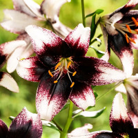 Луковицы  Лилия азиатская Stracciatella Event (Страсиотелла Ивент) (3шт.)