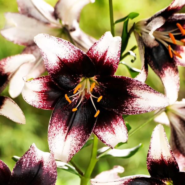 Луковицы  Лилия азиатская Stracciatella Event (Страсиотелла Ивент) (3шт.)