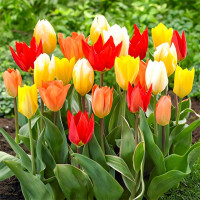 Луковицы Тюльпаны Триумф, микс (в упаковке - 3шт.)