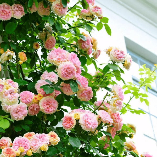 Саженцы Роза плетистая Алхимист