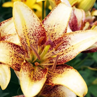 Луковицы  Лилия азиатская Juliet's Joy (Джульетс Джой) (3шт.)