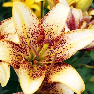  Лилия азиатская Juliet's Joy (Джульетс Джой)