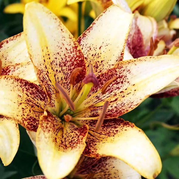 Луковицы  Лилия азиатская Juliet's Joy (Джульетс Джой) (3шт.)