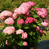 Саженец Гортензия древовидная Pink Pincushion