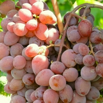 Саженцы Виноград Анжелика