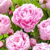 Саженец Пион травянистый Сара Бернар