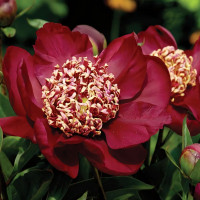 Саженцы Пион Nippon Beauty (Ниппон Бьюти)