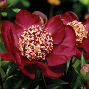 Саженцы Пион Nippon Beauty (Ниппон Бьюти)