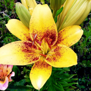  Лилия азиатская Yellow Brush (Йеллоу Браш)