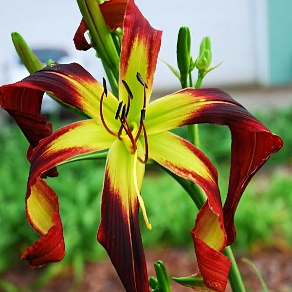 Саженцы Лилейник Cherry Swizzler (Черри Свицлер)