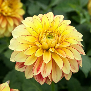 Саженцы Георгина Lake Ontario