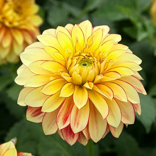 Саженцы Георгина Lake Ontario