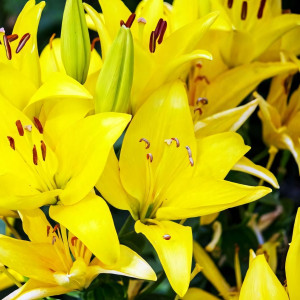  Лилия азиатская Yellow County (Йеллоу Каунти)