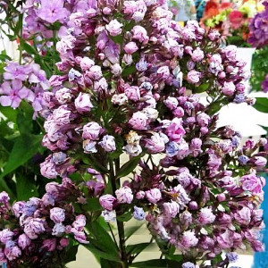 Саженцы Флокс Русский сюрприз