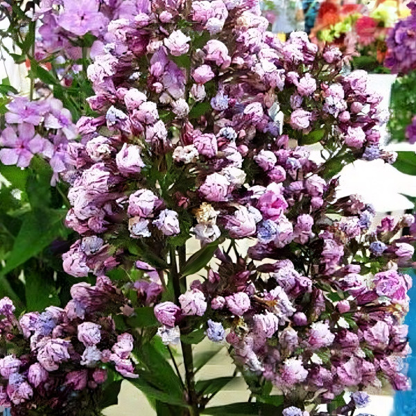 Саженцы Флокс Русский сюрприз