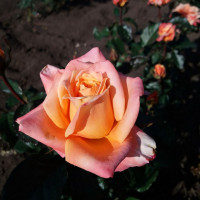 Саженцы Роза чайно-гибридная Карамба