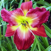 Саженцы Лилейник Mars Attacks (Марс Атак)