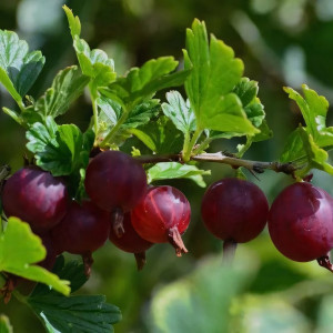 Саженцы Крыжовник Командор