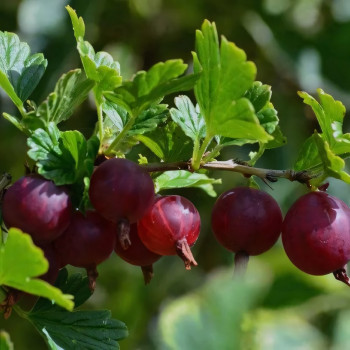 Саженцы Крыжовник Командор