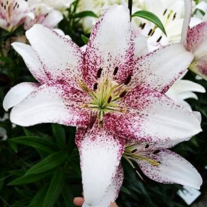  Лилия ЛА гибрид Sweet Zanika (Свит Заника)