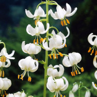 Луковицы  Лилия Snowy Morning (Сноу Морнинг) (3шт.)