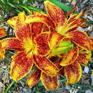  Лилия азиатская Tiny Sensation (Тайни Сенсейшн)