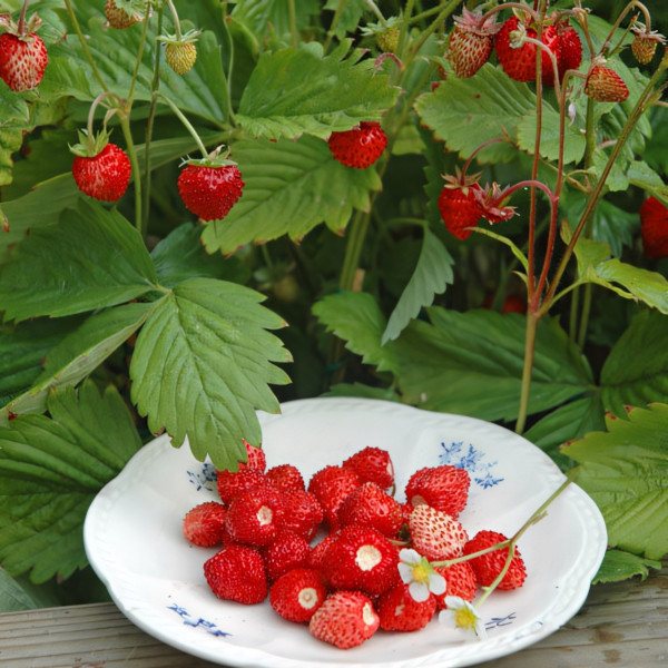 Клубника Александрия 5 шт. в упаковке