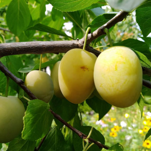 Саженцы Слива Золотистая Ранняя