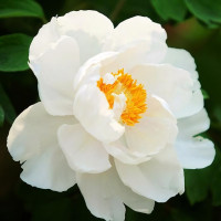 Саженцы Пион Летний дворец