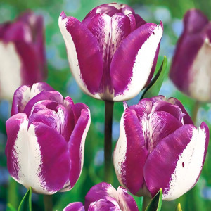 Тюльпан Триумф Хотпантс (в упаковке - 3шт.)