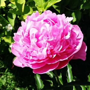 Саженцы Пион Орнамент