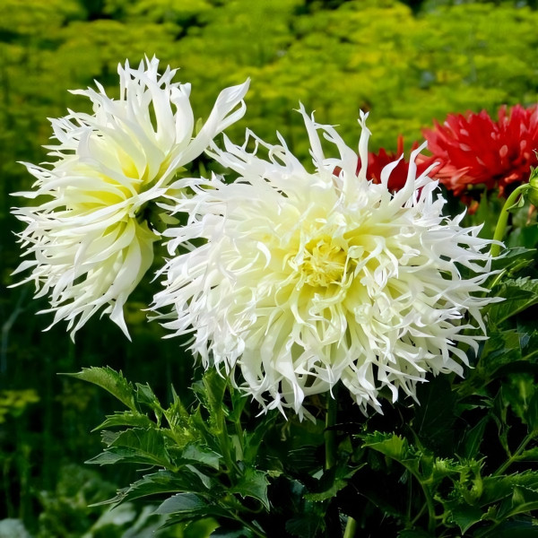 Саженцы Георгина Tsuki-Yori-Noshisha