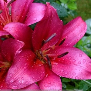  Лилия Purple Diamond (Пурпл Диамонд)