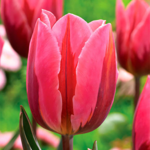 Тюльпан Триумф Претти Принцесс (в упаковке - 3шт.)