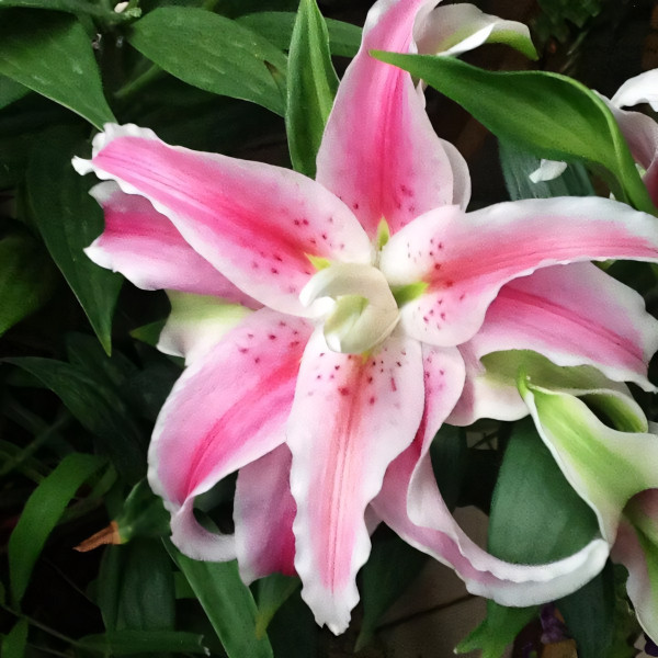 Луковицы  Лилия махровая восточная Distant Drum (Дистант Драм) (3шт.)