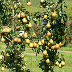 Саженцы Груша колоновидная Декора