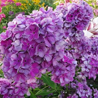 Саженцы Флокс Князь Серебряный