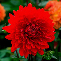 Саженцы Георгина Holly Huston