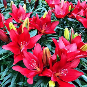  Лилия азиатская Cherry Joy (Черри Джой)