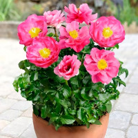 Саженец Пион Патио Москва