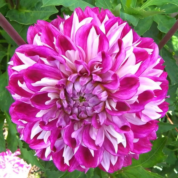 Саженцы Георгина Optic Illusion