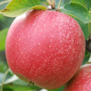 Саженцы Яблоня Чемпион