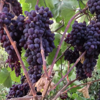 Саженцы Виноград кишмиш Запорожский
