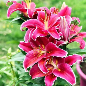  Лилия восточная низкорослая Starlight Express (Старлайт Экспресс)