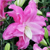 Луковицы  Лилия восточная Lotus Joy (Лотус Джой) (3шт.)